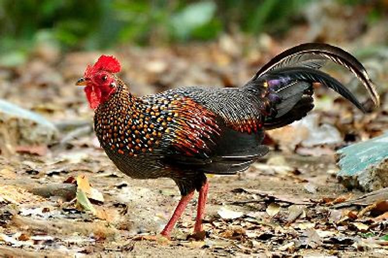 Grey Junglefowl