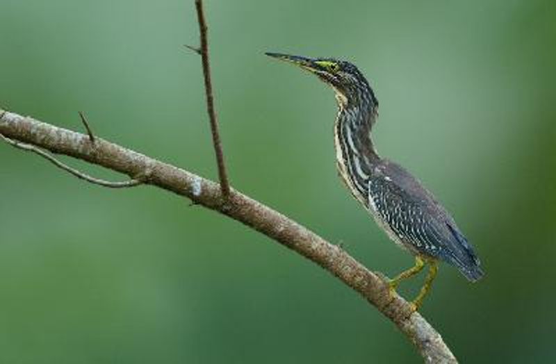 Striated Heron