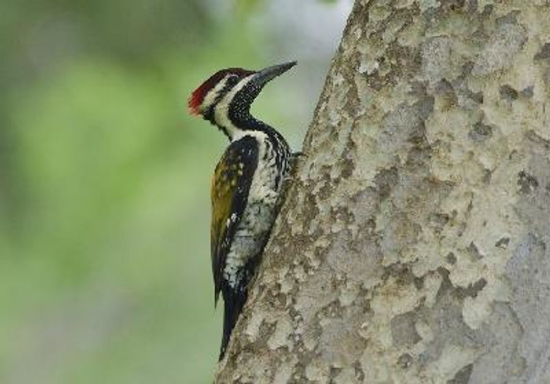 Black rumped Flameback