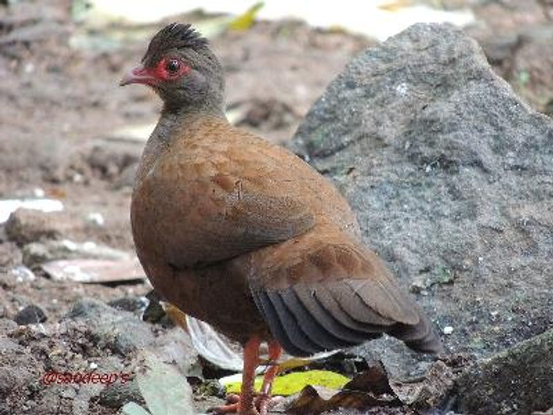 Red Spurfowl