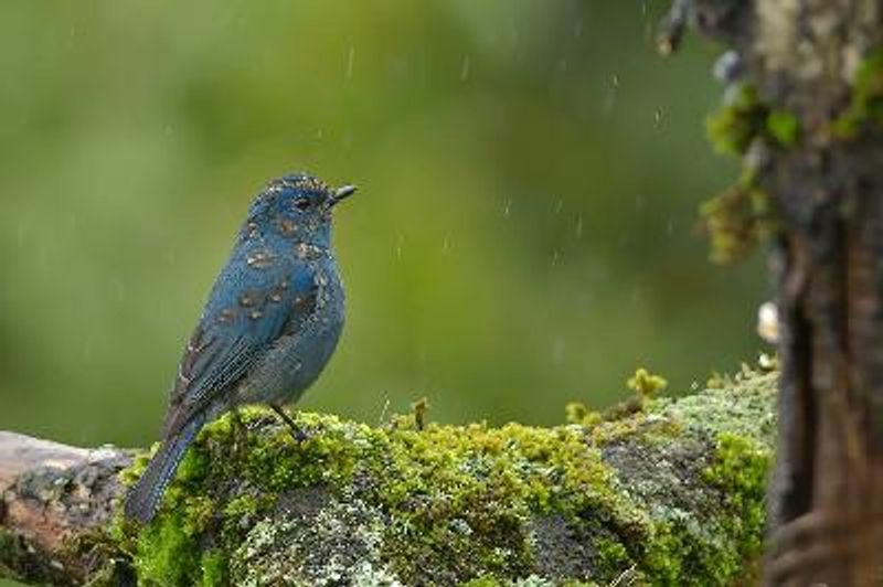 Nilgiri Flycatcher