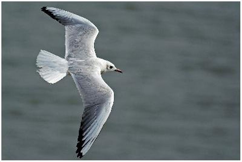 Black headed Gull