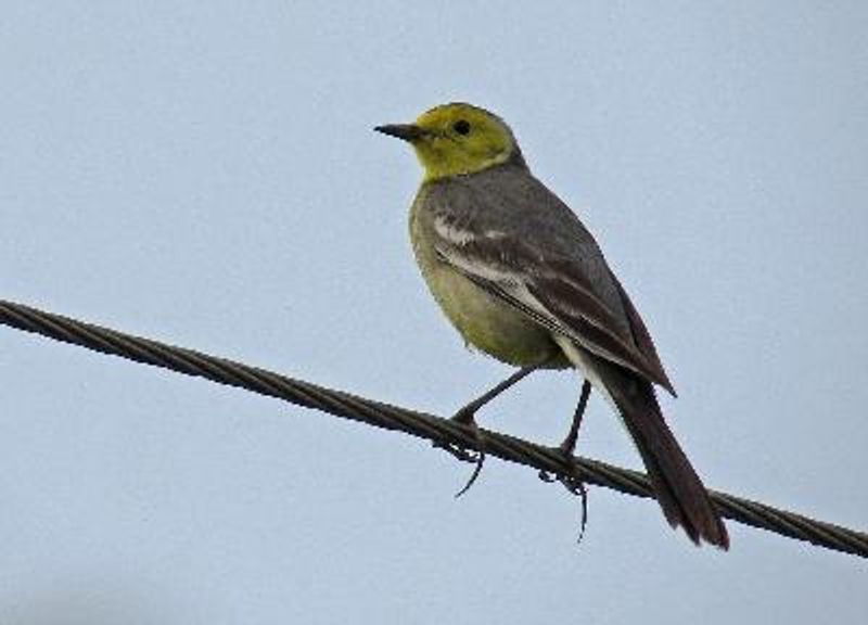 Citrine Wagtail