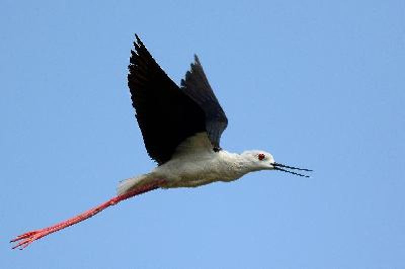 Black winged Stilt