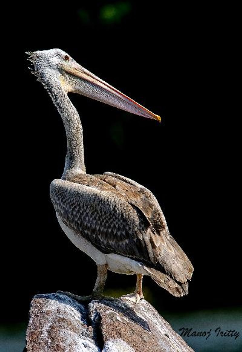 Spot billed Pelican