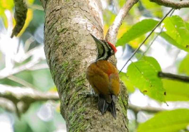 Common Flameback