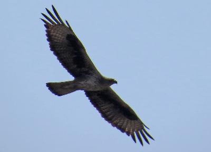 Bonelli's Eagle