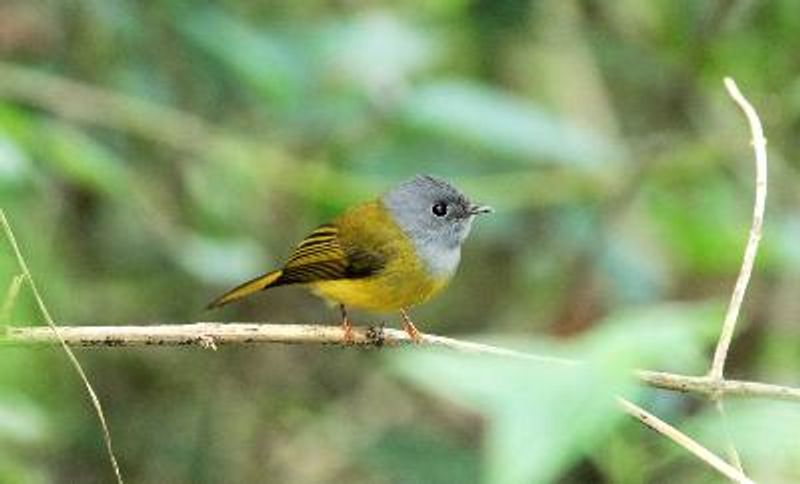 Grey headed Canary flycatcher