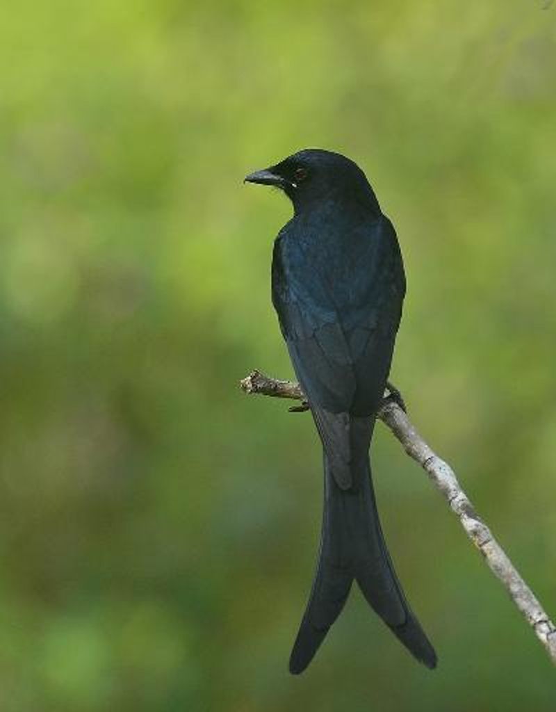 Black Drongo