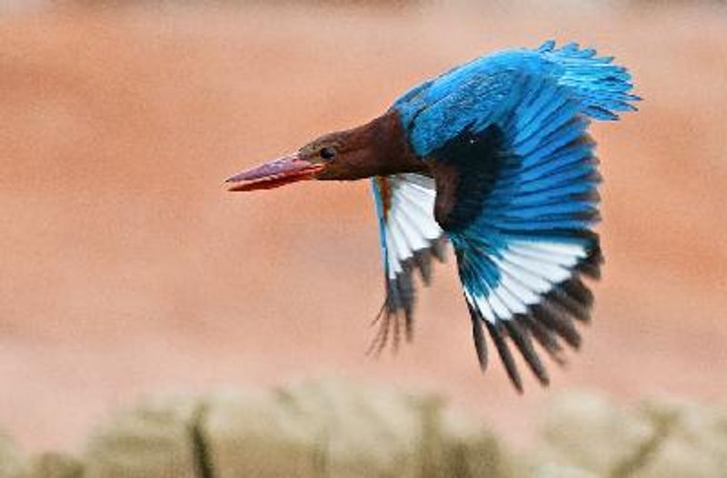 White throated Kingfisher