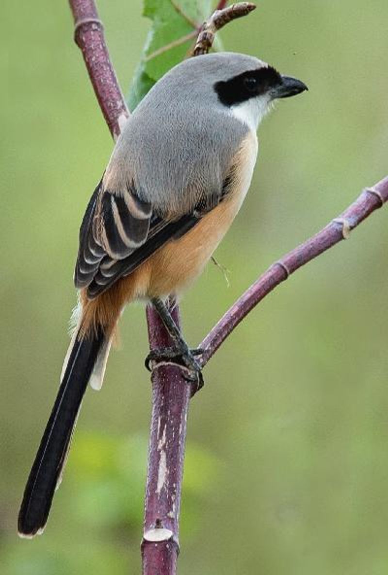 Long tailed Shrike