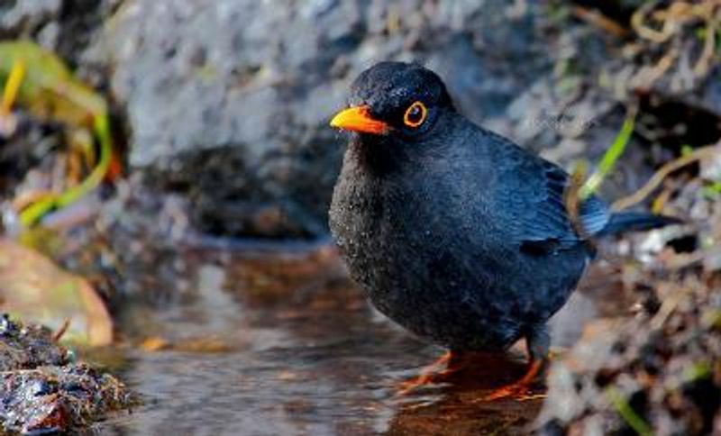 Indian Blackbird