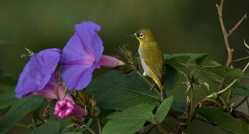 Oriental White eye