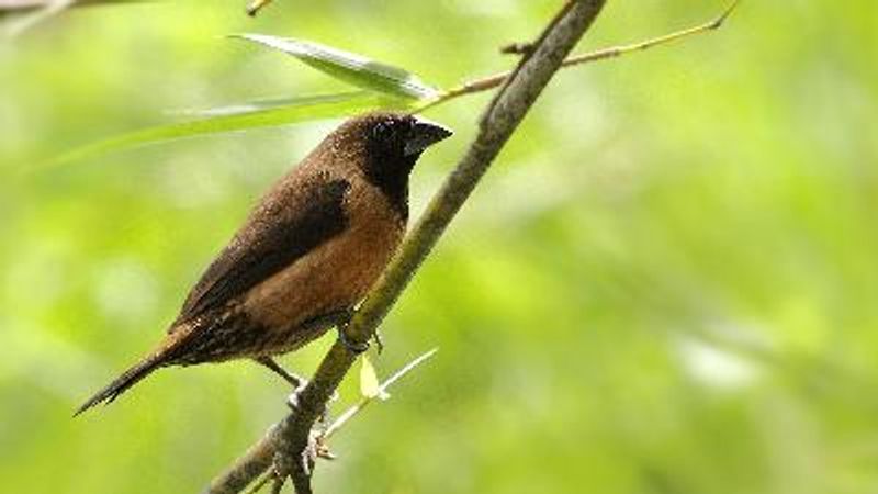 Black throated Munia