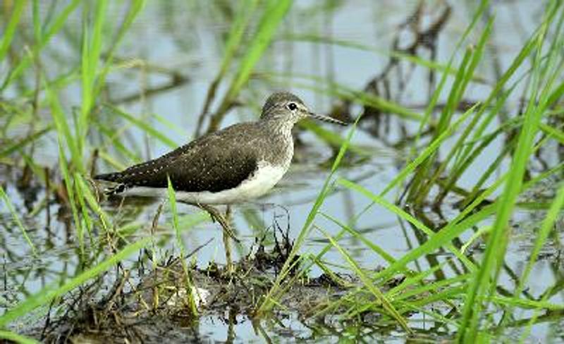 Green Sandpiper