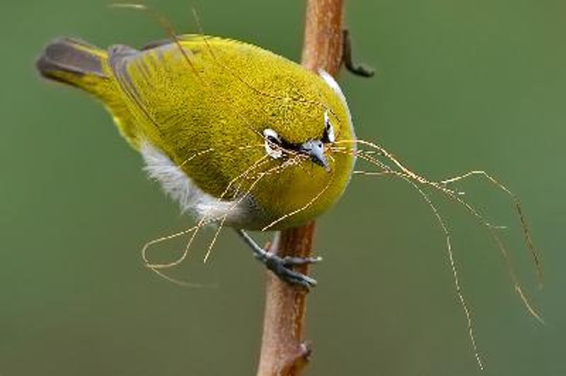 Oriental White eye