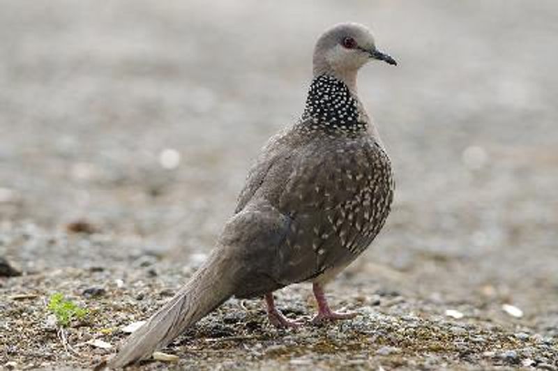 Spotted Dove