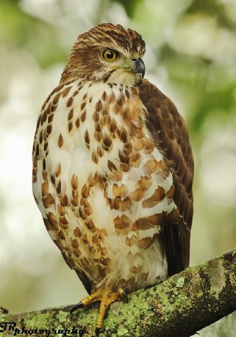 Shikra