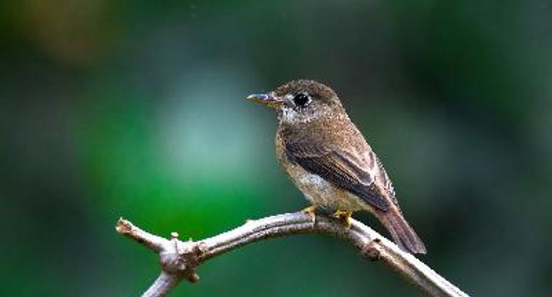 Brown breasted Flycatcher