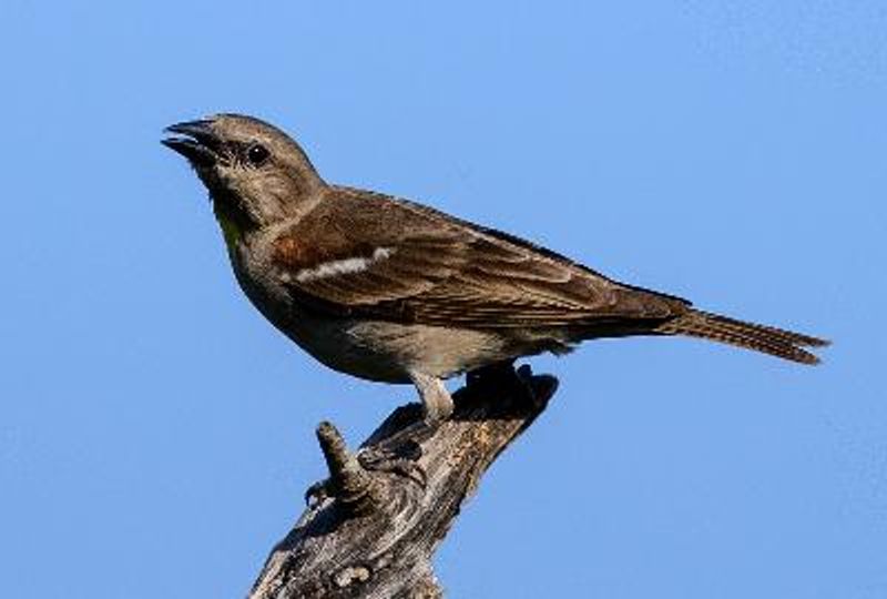 Yellow throated Sparrow