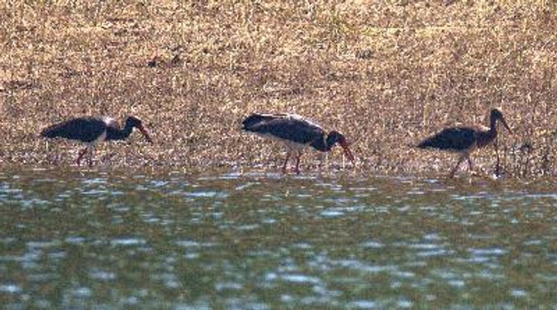 Black Stork