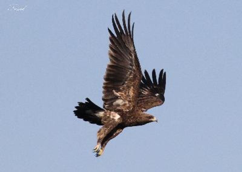 Greater Spotted Eagle
