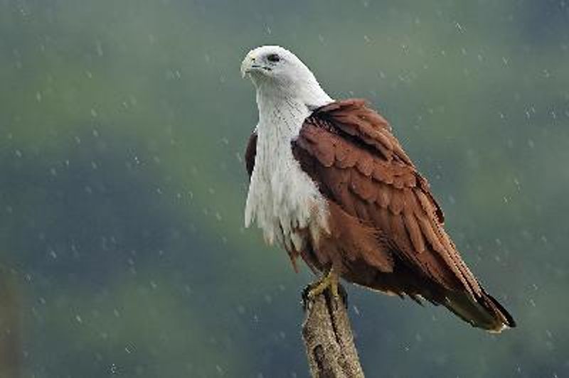 Brahminy Kite