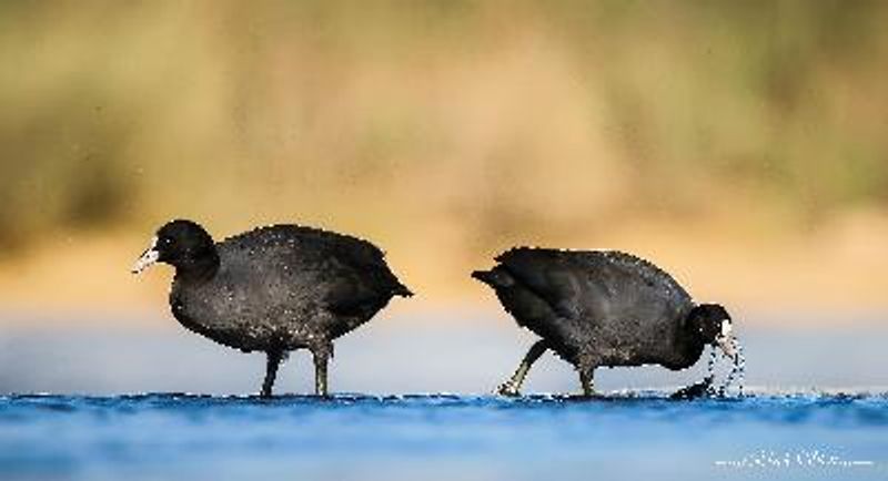 Common Coot