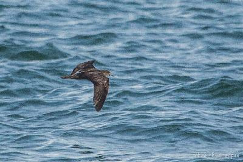 Jouanin's Petrel