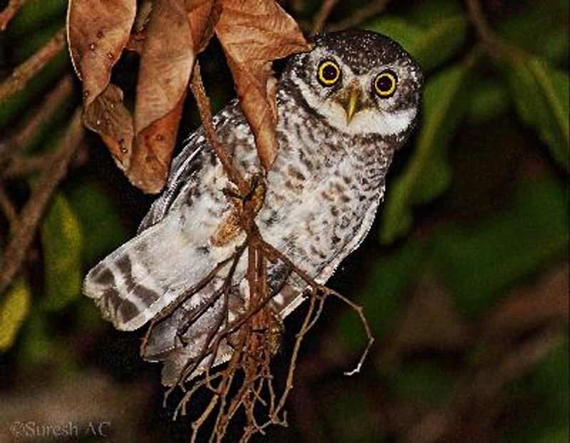 Spotted Owlet