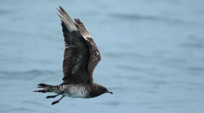 Arctic Skua