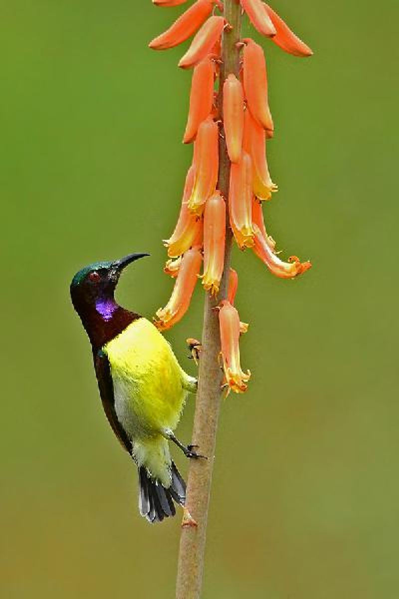 Purple rumped Sunbird