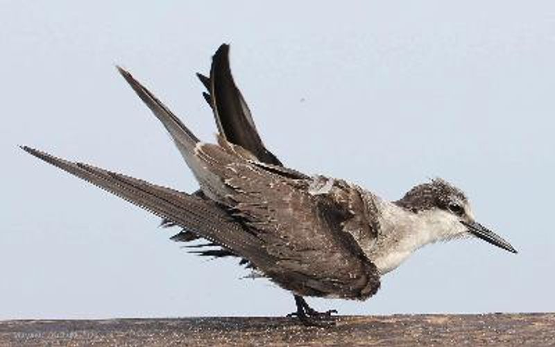 Bridled Tern