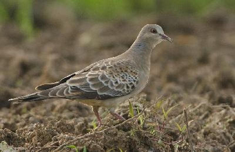 Oriental Turtle Dove