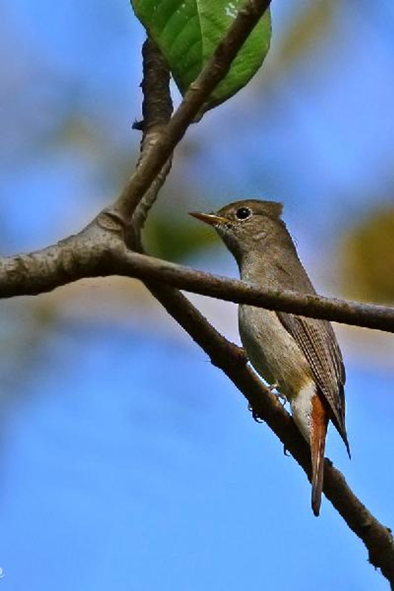 Rusty tailed Flycatcher