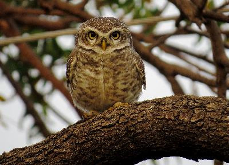 Spotted Owlet