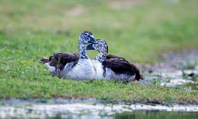 Comb Duck