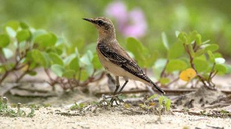 Northern Wheatear
