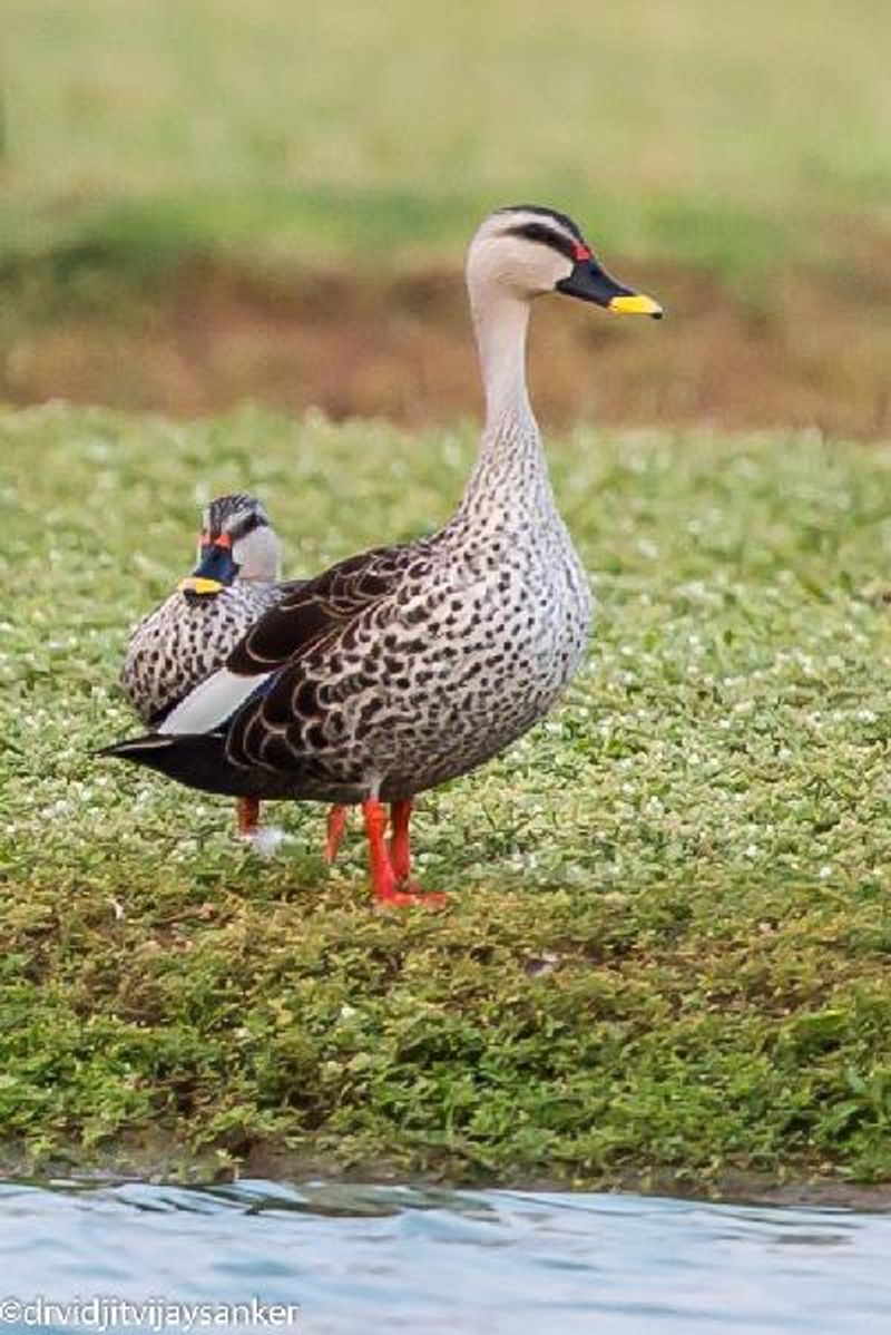 Indian Spot billed Duck