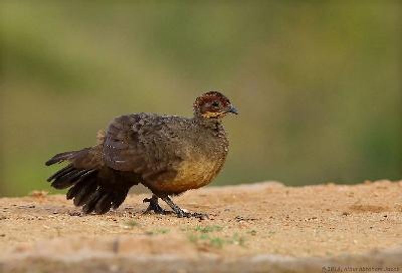 Painted Spurfowl