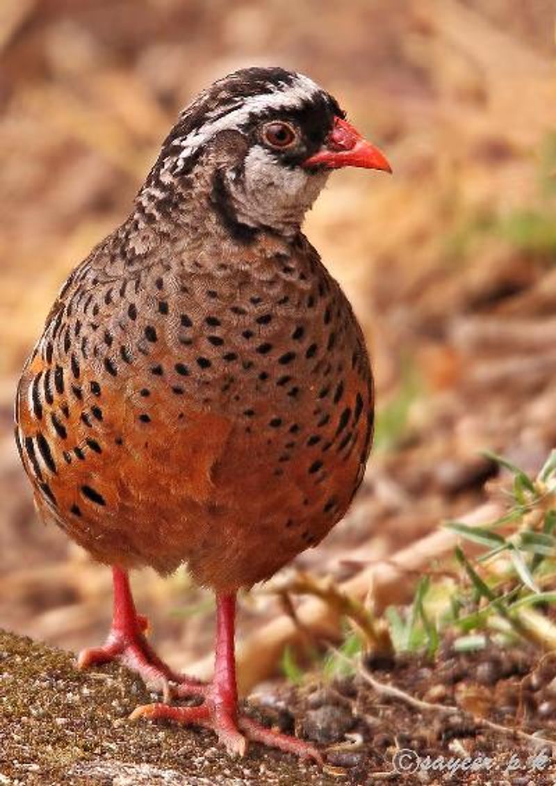 Painted Bush Quail