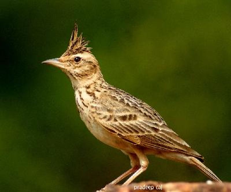 Malabar Lark