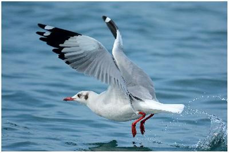 Brown headed Gull