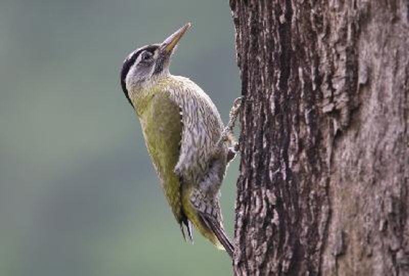 Streak throated Woodpecker