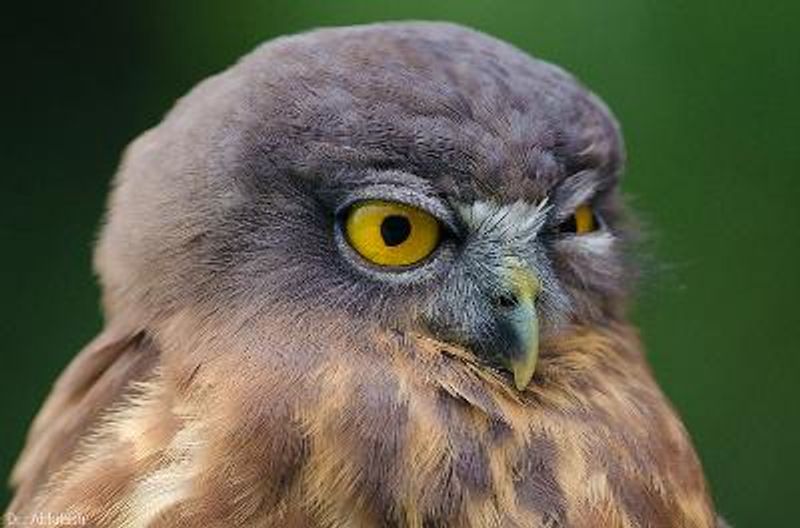 Brown Hawk Owl