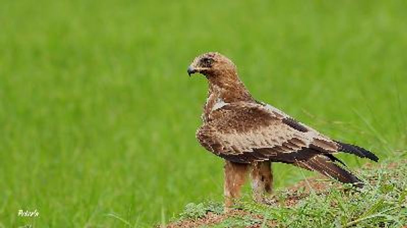 Booted Eagle