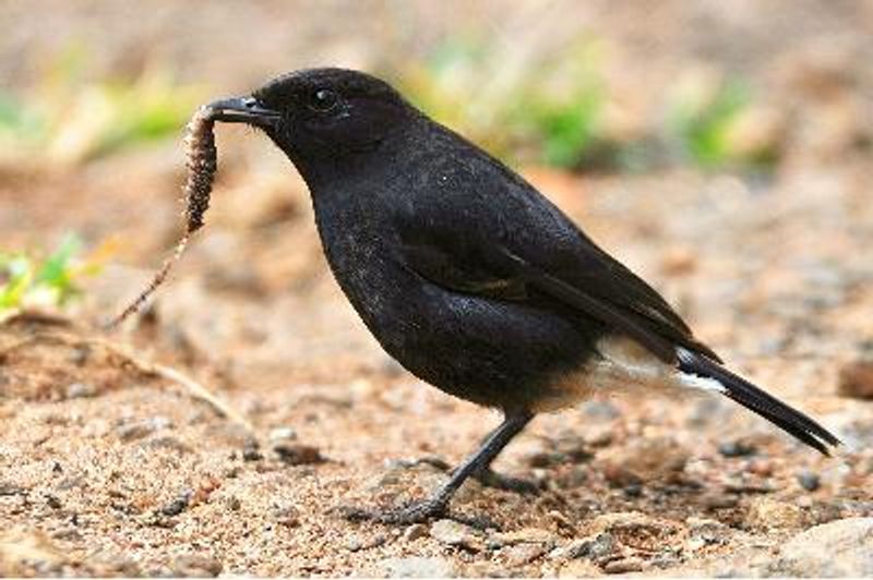 Pied BushChat