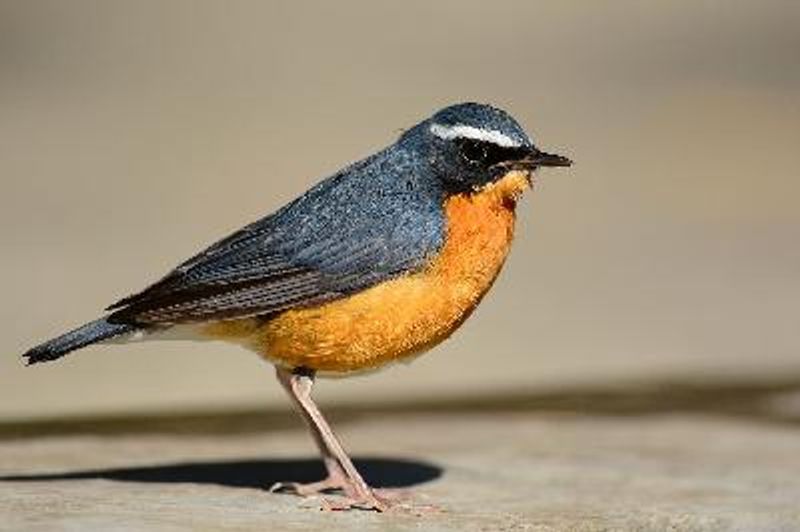 Indian Blue Robin