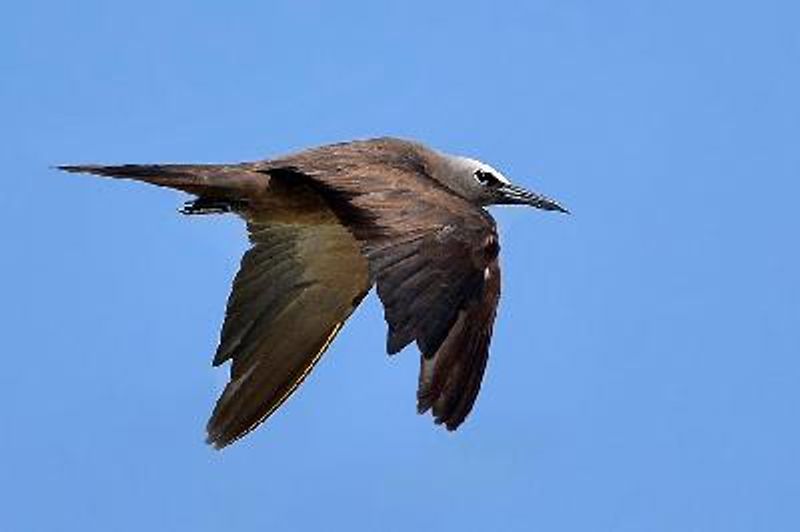 Brown Noddy