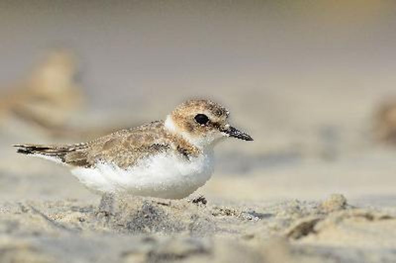 Kentish Plover